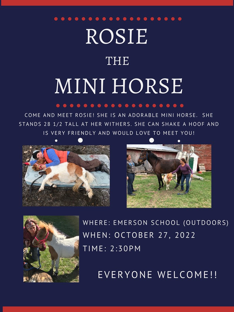 Rosie the Mini Horse